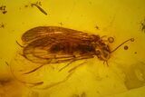 Two Fossil Caddisflies (Trichoptera) in Baltic Amber #173681-1